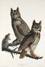 Great Horned Owl John James