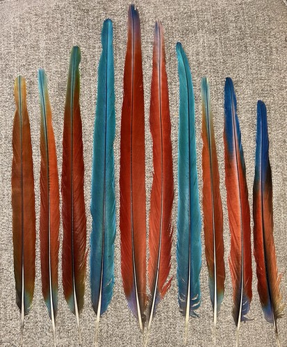 Naturally molted blue red - 10,