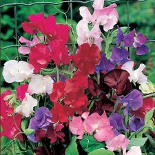 10 Sweet Pea Seedling Plants