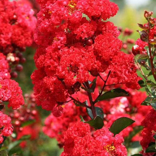 Red crape myrtle tall - crape,