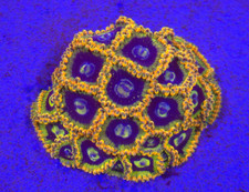 Rainbow yoda zoanthid zoas - rainbow,