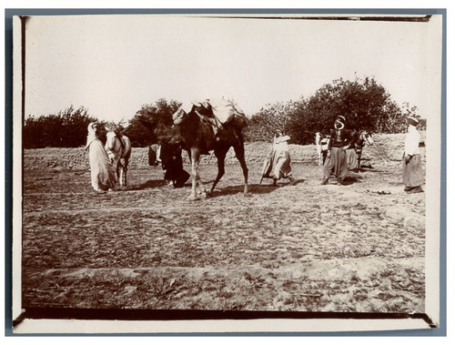 Algeria arabian knights and - knights, a
