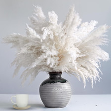 35-Inch Tall White Pampas