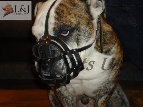 Leather dog muzzle english - dog,