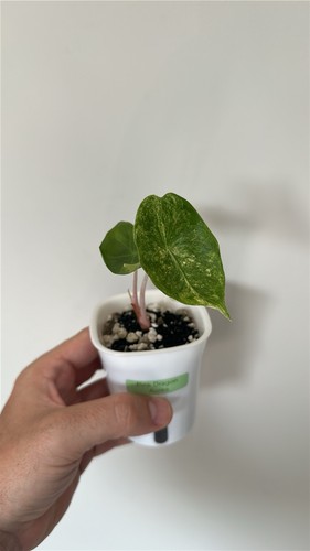 Alocasia pink dragon aurea - alocasia,