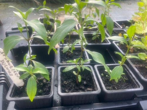 Bonsai tree seedling - bonsai,
