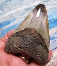 MEGALODON SHARK TOOTH 4 3/8"