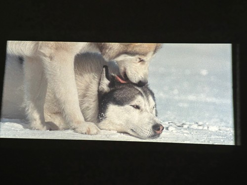 Disney eight below - disney's,