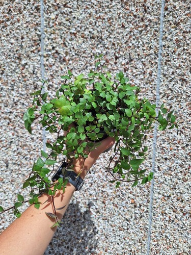 Callisia golden large - callisia,