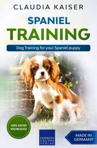 Spaniel training dog - training,