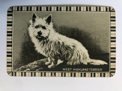 West highland terrier scottie - west,