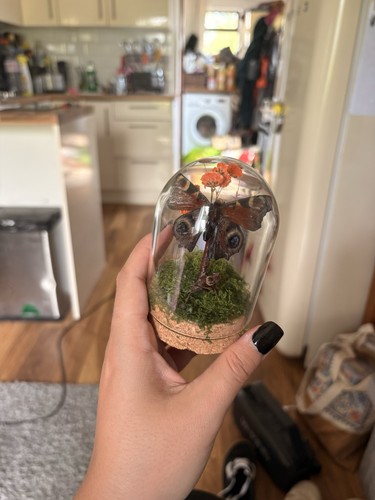 Taxidermy dome with - with, butterfly