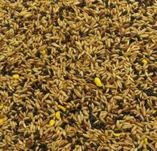 Mixed canary seed - seed, feed