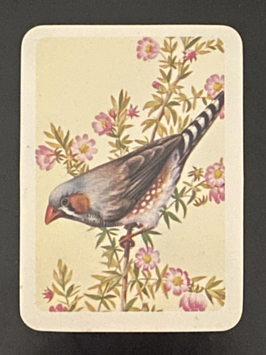Tuckfield bird card zebra - tuckfield's,