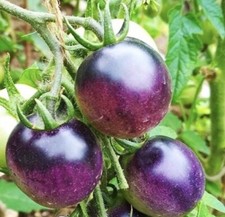 40 x PURPLE TOMATO ? SEEDS. NON GMO. 120 cm