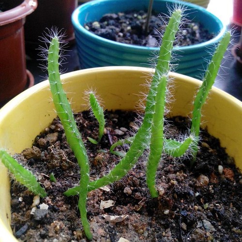 Dragon fruit tree cactus - fruit,