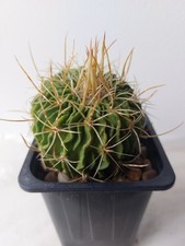 Collectible Echinofossulocactus on their own roots, suitable for  10-12 cm pot