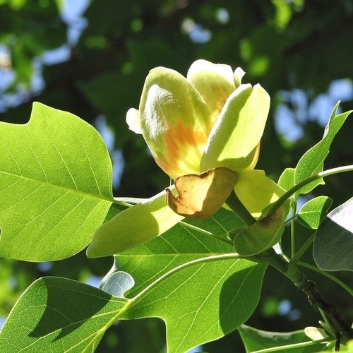 Photo 6x4 tulip tree - photo,