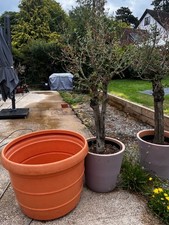Large terracotta plant - large,