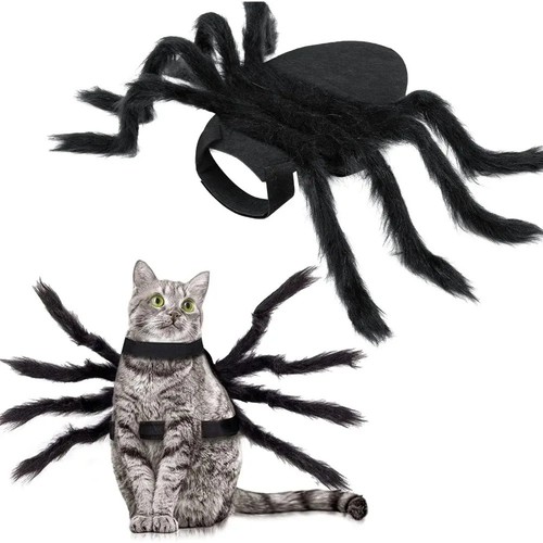 Halloween pet black spider - pet,