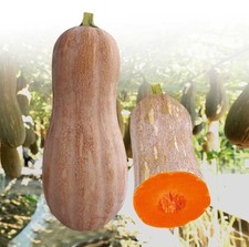 10 Sweet & Sticky Chinese Pumpkin Seeds – High Yield Heirloom Variety/蜜本南瓜种子