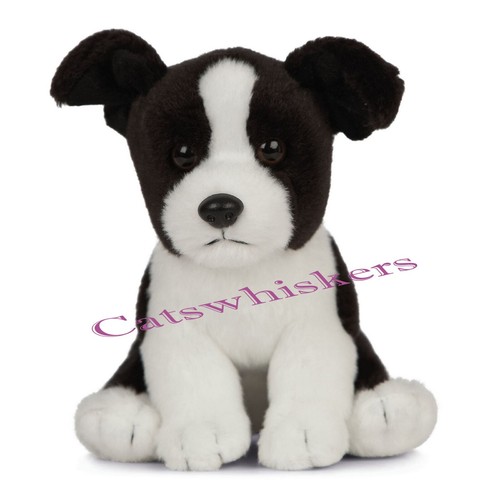 Living nature border collie - living,