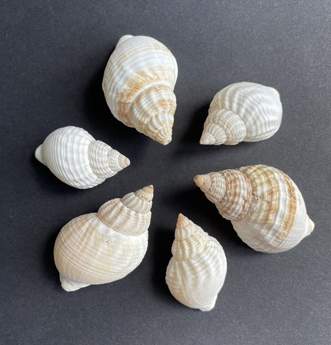 British whelk sea - 6,