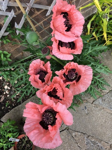 Oriental poppy victoria - poppy,