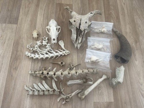 Nature found skull - bone, bundle