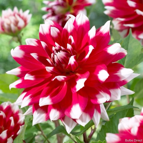 Dahlia red empire plants - x,