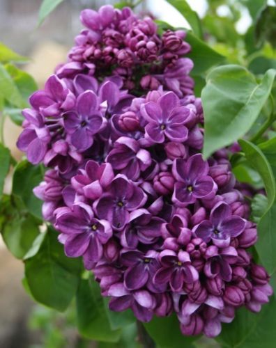 Purple lilac seeds tree - 25,