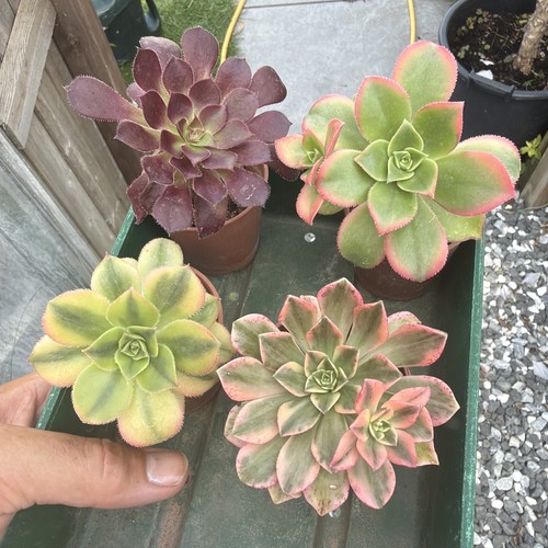 Aeonium collection all - in, 6