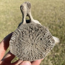 Whale Vertebrae Fossil Well
