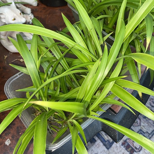 Healthy rooted spider - x,