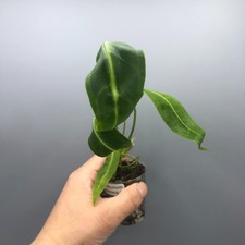 Anthurium Warocqueanum Queen -