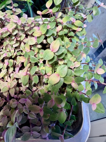 Tradescantia rooted - x,