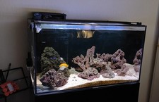 Marine Fish Tank Full Set Up With Livestock