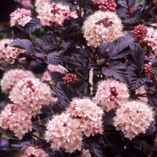 3 x Physocarpus 'Lady In Red'