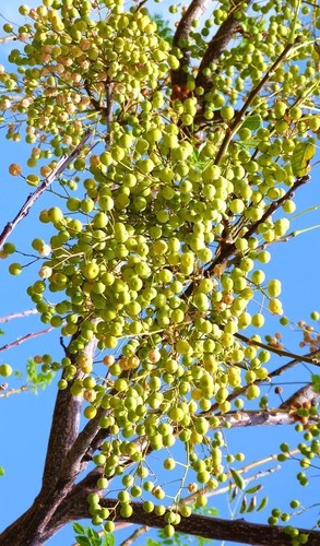 Chinaberry melia azedarach - chinaberry, -melia