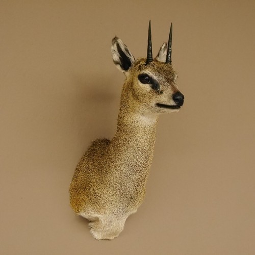 Klipspringer head taxidermy - klipspringer,