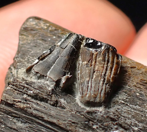Fossil ichthyosaur jaw - , bone