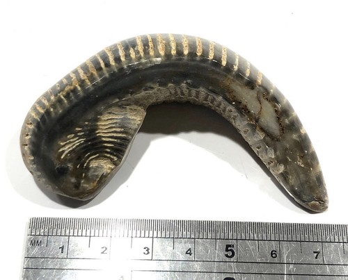 Fossil oyster rastellum - fossil,