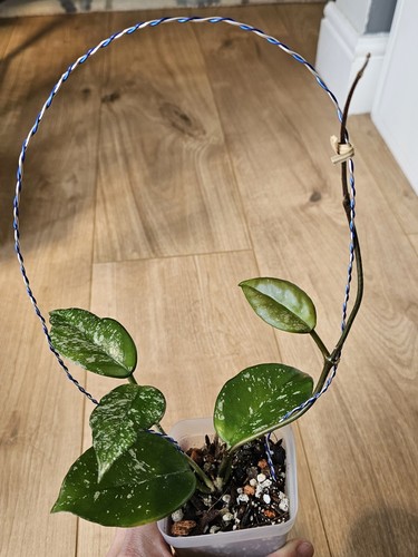 Hoya carnosa freckles splash - hoya,