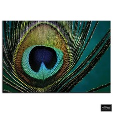 Peacock Feathers    Animals