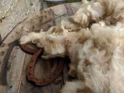 Whole organic sheep fleece - organic,