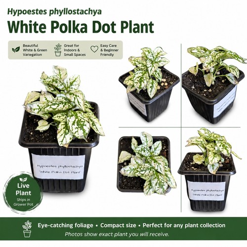 White polka dot plant - polka,