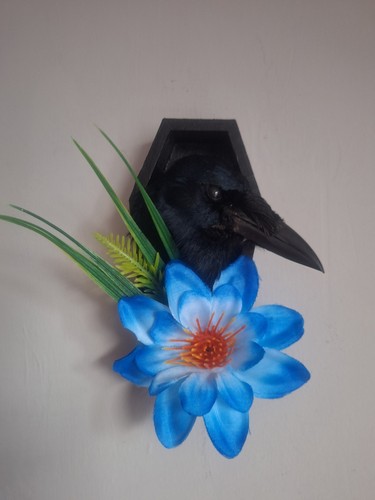 Taxidermy juvenile rook - rook, in