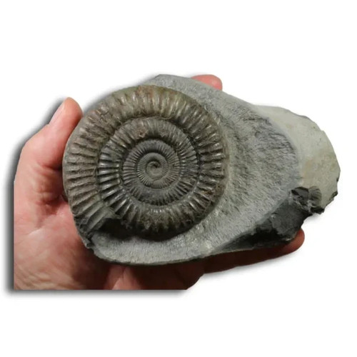 Dactylioceras commune - ,