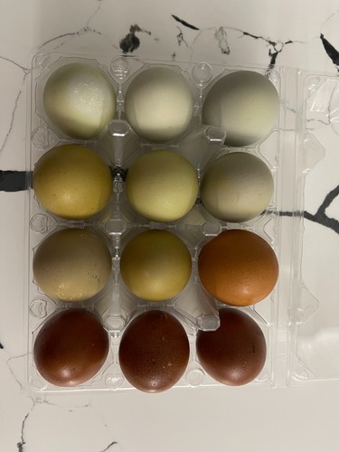 Rainbow hatching eggs dozen - rainbow,