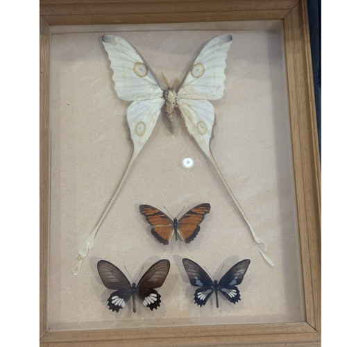 Mounted butterfly moth - &,